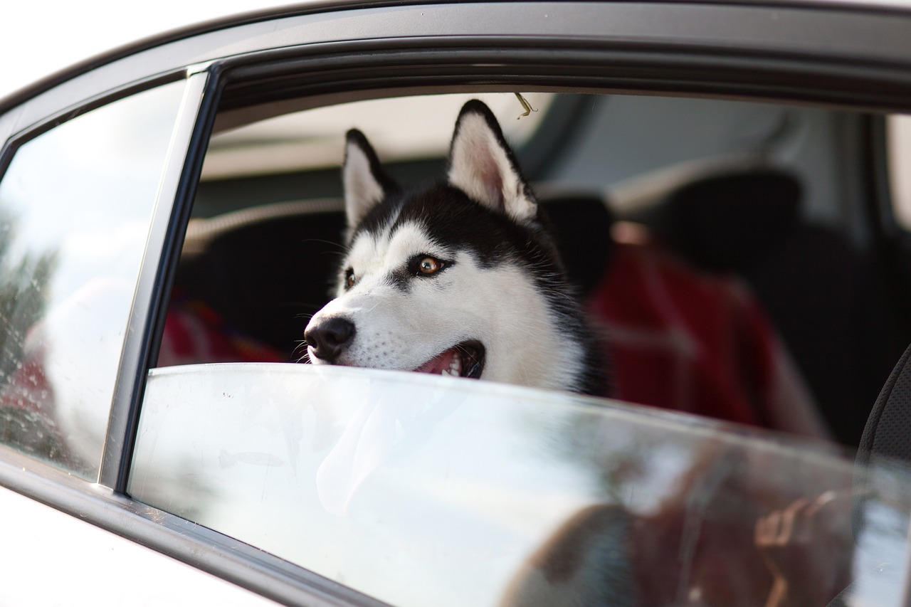 カップル旅行におすすめの犬同伴OK宿はどこですか？