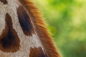 彼女が喜ぶ宿の特徴とはどのようなものか？